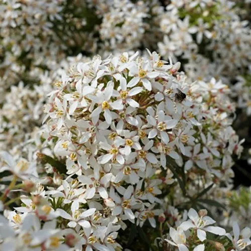 Une idée maline pour l’extérieur：Choisya Ternata White Dazzler. Le pot de 5 litres