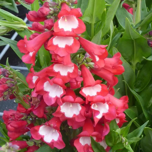 Extérieur solution：Penstemon - Le pot de Ø 19 cm
