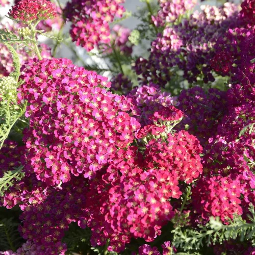 Accessoire au jardin：Achillée pomegranate rouge en pot de 2 L