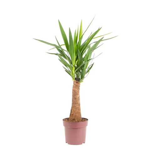Un choix malin pour l’extérieur：Yucca Maya vert. Ø 21 cm x H 90 cm