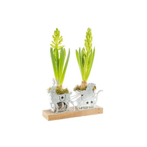 Parfait pour le jardin：Jacinthe X2 Père Noel Zinc + Bois