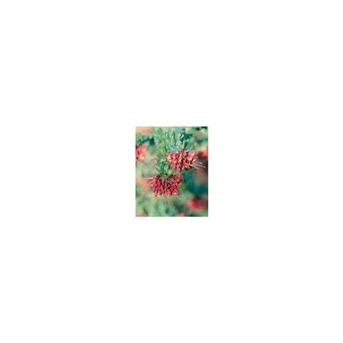Bien pensé jardin:Grevillea mount tamboritha - Le pot de 2,5 litres