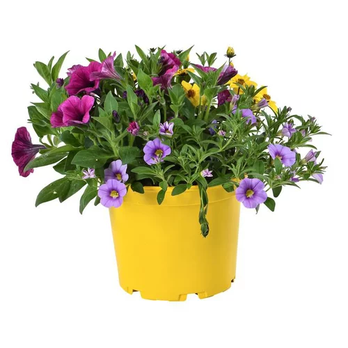 Style pour le jardin：Mélange confetti - Le pot de 2,5 litres