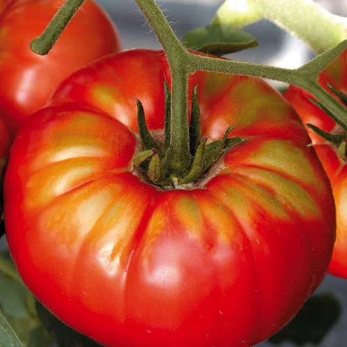 Conçu pour vos extérieurs：Tomate Ronde beefsteak Bio. La barquette de 3 plants