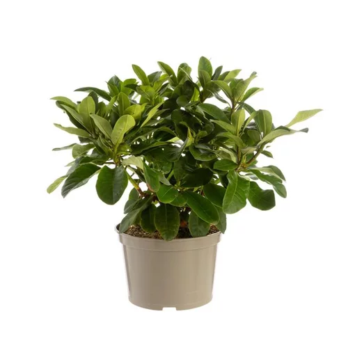 Nature au jardin:Rhododendron van wilgens rouge en pot de 7,5 L