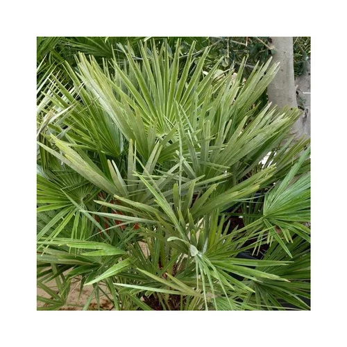 Choix au jardin:Palmier nain bleuté Chamaerops Humilis Cerifera bleu. Le pot de 160 litres, 80/100 cm