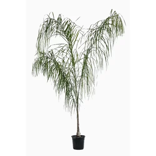 Jardin à adopter:Palmier Arecastrum Romanzoffianum. Le pot de 15 litres