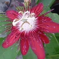 Jardin qualité:Fleur de la passion ou Passiflore tipi. Le pot de 3 litres
