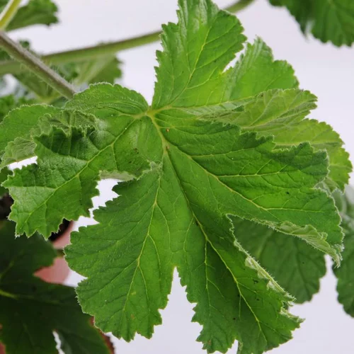 Espace vert essentiel：Géranium odorant au feuillage vert - Le pot de 0,7 litre