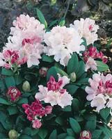 Jardin & pratique：Rhododendron Hybride Varié. Le pot de 7 litres