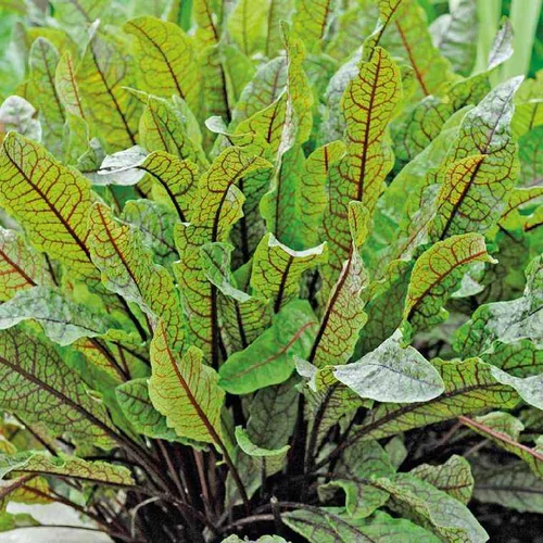 Extérieur sélection：Oseille Sanguine 'Red Stripe' Bio. Le pot de 1 litre