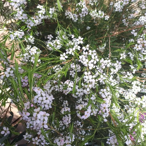 Jardin et déco:Diosma Hirsuta Pink Fountain. Le pot de 3 litres