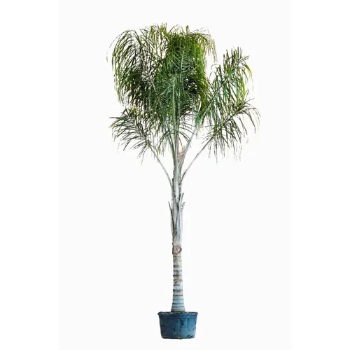 Une sélection pensée pour l’extérieur:Arecastrum Romanzoffianum (Cocotier Plumeux) 250/300 en pot de 285 L vert