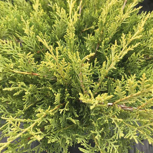 Le bon choix pour l’extérieur:Genévrier Pfitzeriana Old Glod, le pot de 2 Litres