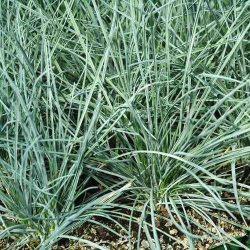 Jardin quotidien:Fétuque bleue (Festuca glauca) - Le pot de 2 litres