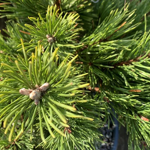 Style nature：Pin (Pinus) Mugo Gnom 80/100. Le pot déco de 30 litres