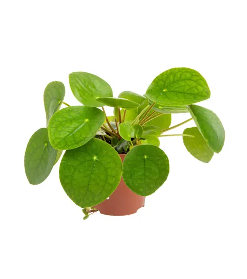 Pour vos espaces verts：Pilea (Plante à monnaie chinoise) vert. Le pot Ø 12 cm