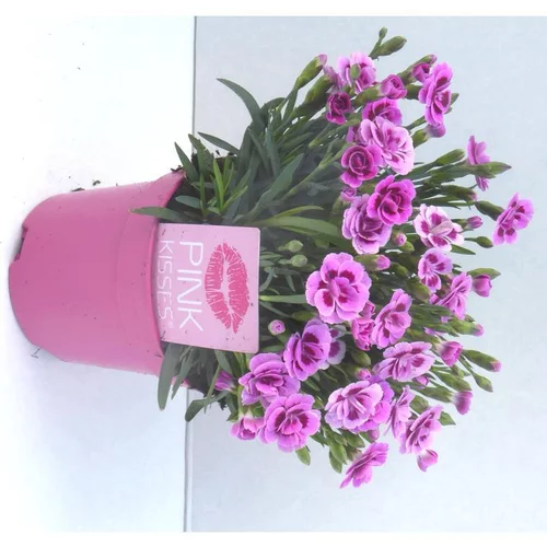 Essentiel extérieur:Dianthus Pink Kisses - Le pot de 10.5 cm