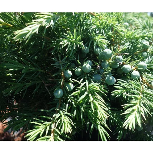 Pour compléter votre espace extérieur:Genévrier Juniperus Conferta Slager. Le pot de 9 litres