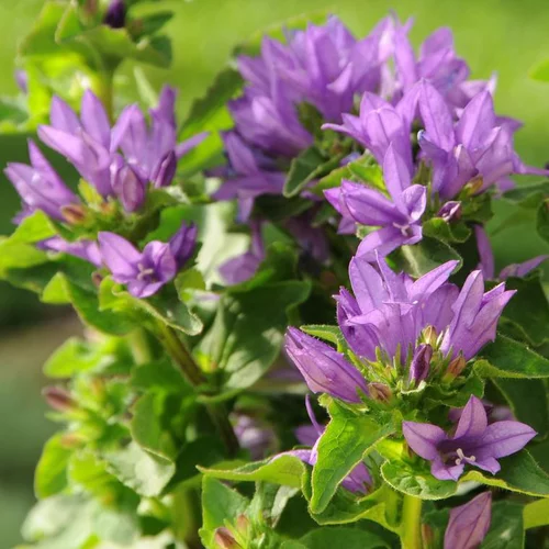 Essentiel jardin：Campanule agglomérée genti bleue en pot de 2 L
