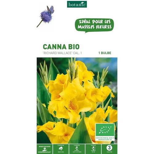 Extérieur confort：Canna Richard Wallace bio jaune botanic® - 1 bulbe