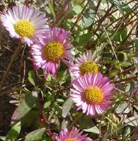 Pour mieux vivre dehors:Erigeron Karvinskianus - Le pot de 1 litre