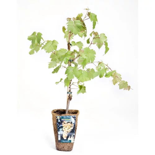 Solution extérieure：Vigne Chasselas Dore. Le pot de 2 litres