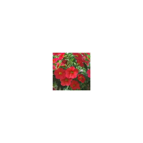 Qualité pour le jardin：Pétunia à petites fleurs - Le pot de 10.5 cm