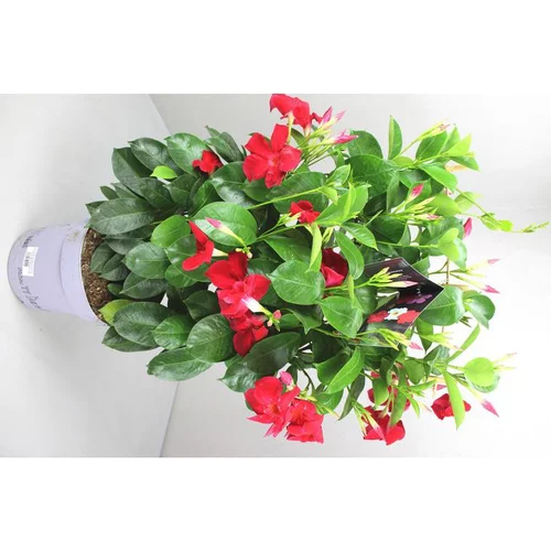 Pour la maison et le jardin：Dipladénia Fushion Tokyo Espalier - Le pot de 3 litres