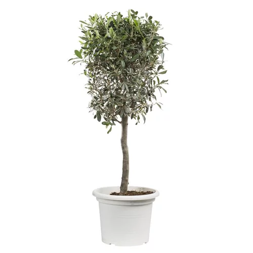 Le choix jardin：Olivier mini tige - Avec cache pot