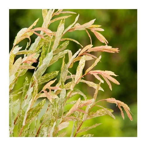 Espace vert moderne：Saule Crevette - pot 12 L