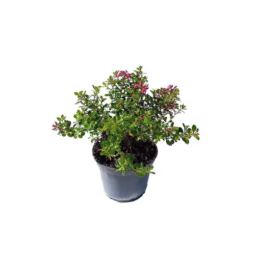 Simple au jardin：Escallonia en pot de 3 litres