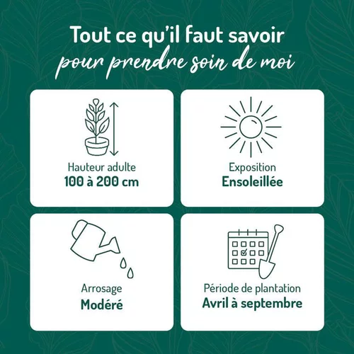 Jardin solution:Plumbago du Cap. Le pot de 15 litres