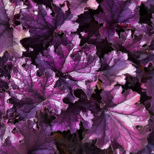 Solution maison:Heuchère FOREVER PURPLE - Le pot de 2 litres