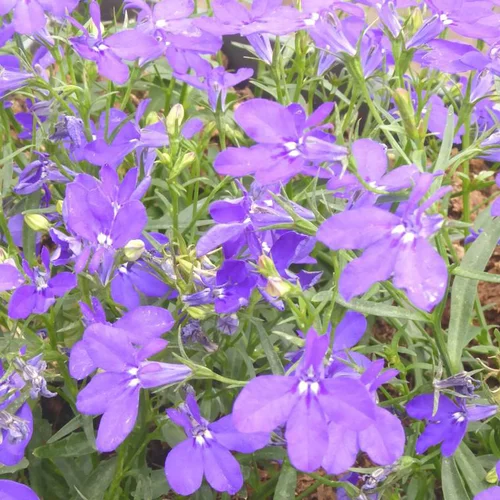 Pour mieux profiter du jardin:Lobelia ou lobélie - Le pot de 2 litres