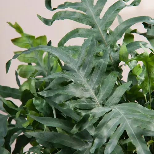 Un choix malin pour l’extérieur：Fougère Polypodium pseudoaureum - Le pot de 2 litres