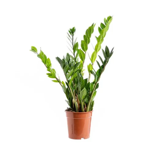 Facile pour le jardin:Zamioculcas coupe Ø21 cm