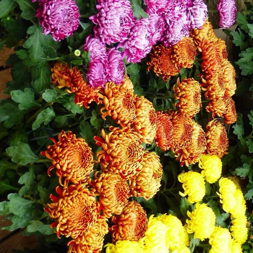 Maison & jardin:Chrysanthème dirigé unifleur à grandes fleurs doubles multicolores - Le pot de 4 litres