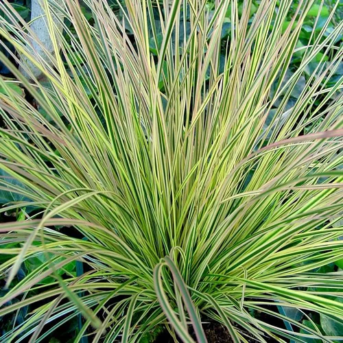 L’esprit jardin:Calamagrostis Herbe Aux Diamants - Le pot de 2 litres