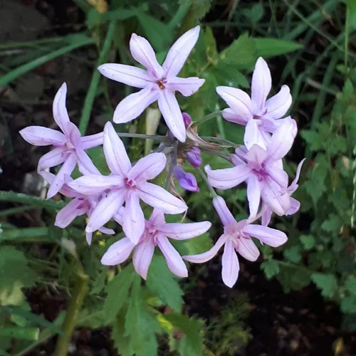 Pour profiter du jardin：Tulbaghia Kilimanjaro - Le pot de 2 litres