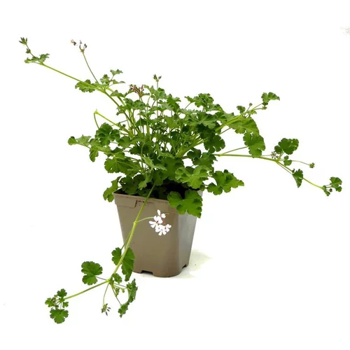 Le compagnon du jardin:Géranium odorant varié - Le pot de 12 x 12 cm