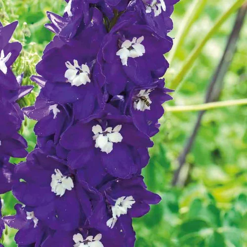 Solution extérieure：Pied D'Alouette violet/Balnc - Le pot de 9 x 9 cm