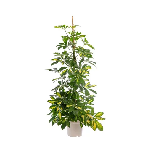 Idée utile：Schefflera Arboricola Gold Capella ou Arbre parapluie. Le pot Ø 20 cm