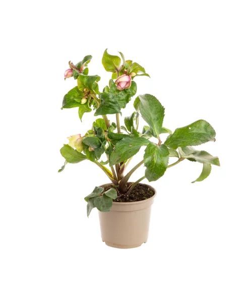 Jardin tout terrain:Hellébore (ou Rose de Noël) HGC ® Ice N'Roses ® Picotee rose - Le pot de 2 litres