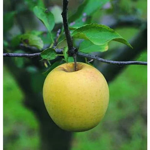 Loisirs jardin:Pommier Golden Delicious. Le pot de 12 litres, forme gobelet