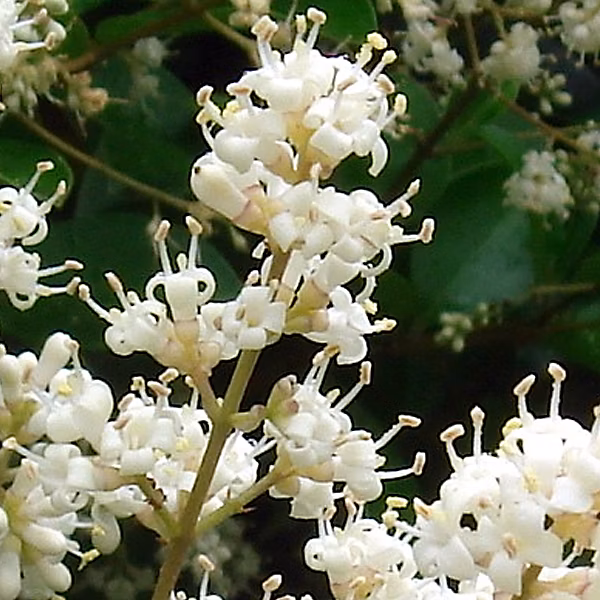 2 x Troène du Japon 'Rotundifolium' – Ligustrum japonicum 'Rotundifolium', 15-20 cm pot