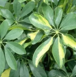Pensé pour vos extérieurs:Schefflera. Le pot de Ø 6 cm