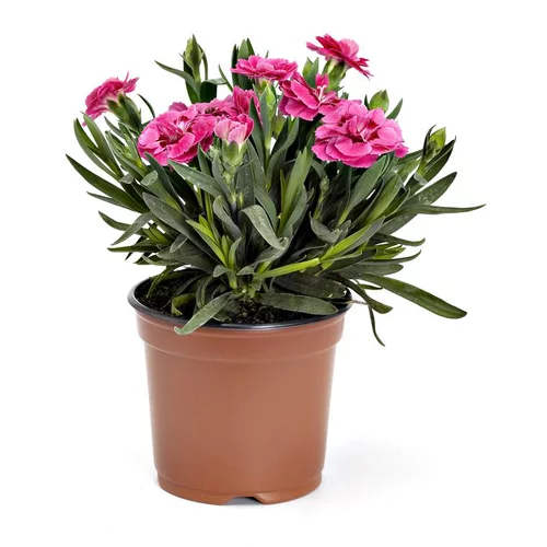 Extérieur plaisir：Oeillet Telnelken - Le pot de 10.5 cm