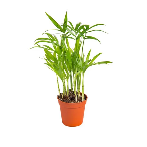 Pour personnaliser vos extérieurs：Chamaedorea en pot H 20 x Ø 6 cm