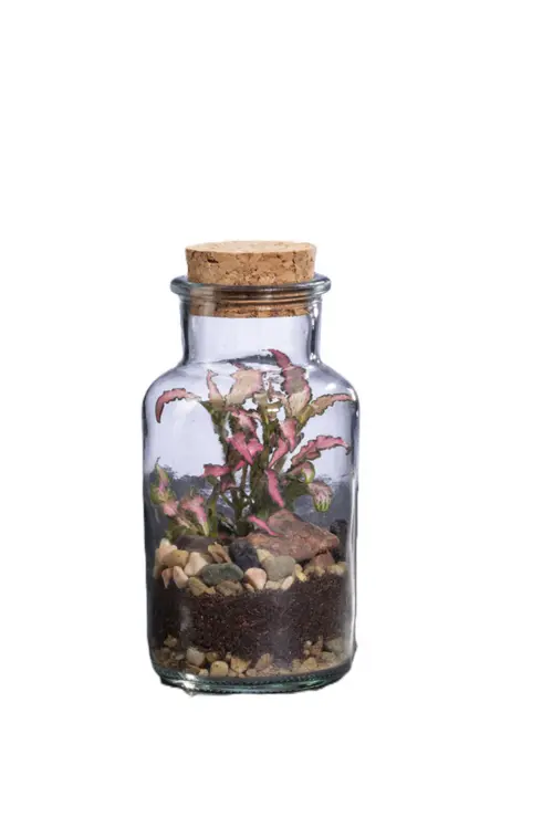 À adopter au jardin：Terrarium autonome Barrate L botanic® - Ø 8,2 x 17,2 cm